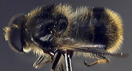 Cheilosia illustrata